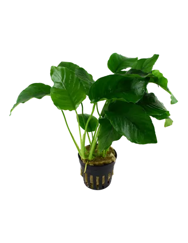 Anubias barteri var barteri