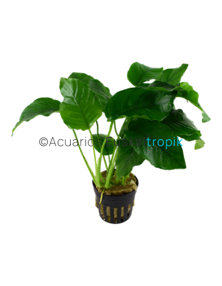 Anubias barteri var barteri