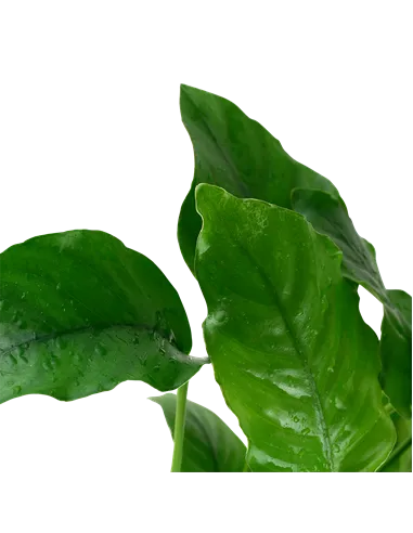Anubias barteri var barteri