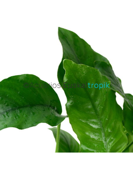 Anubias barteri var barteri