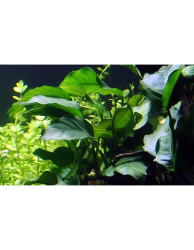 Anubias barteri var barteri