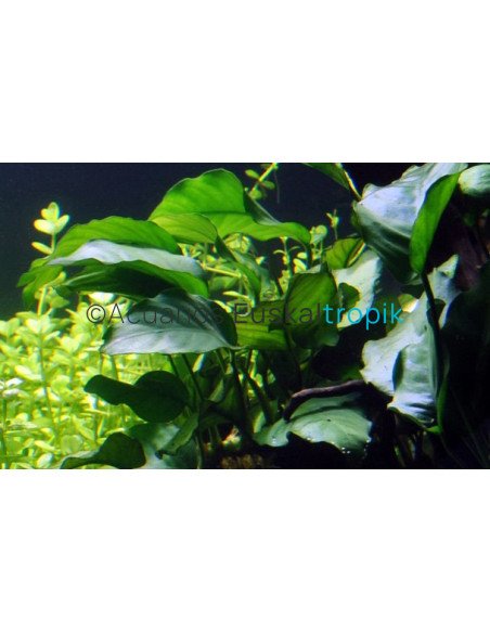Anubias barteri var barteri