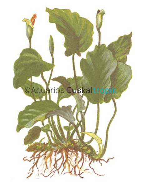 Anubias barteri var barteri