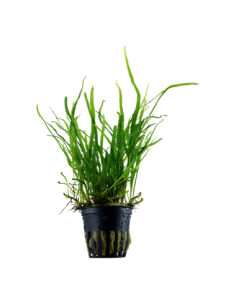 Microsorum pteropus 'Trident'