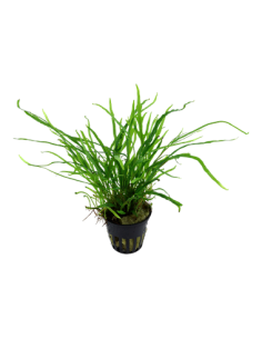 Microsorum pteropus 'Trident' 2
