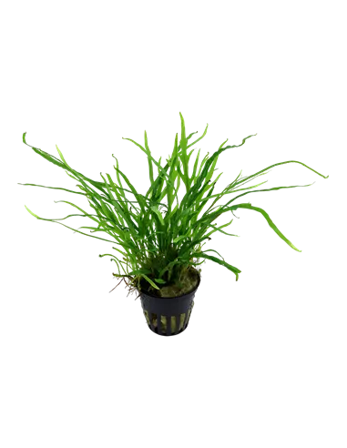 Microsorum pteropus 'Trident'