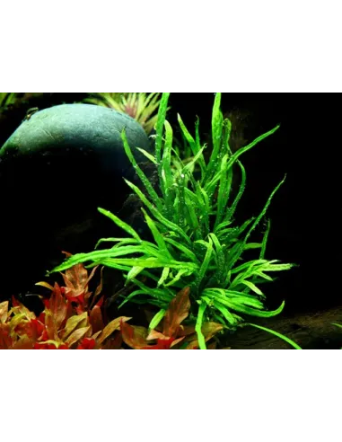 Microsorum pteropus 'Trident'