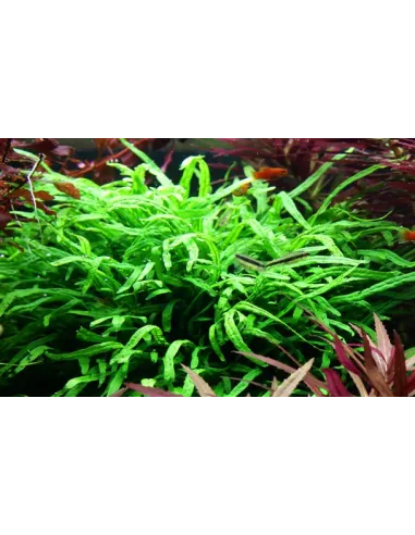 Microsorum pteropus 'Trident'