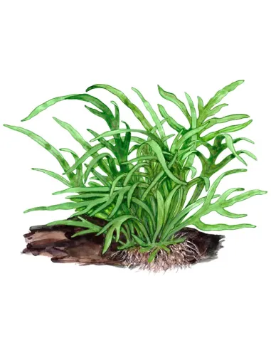 Microsorum pteropus 'Trident'