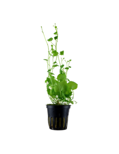 Cardamine lyrata
