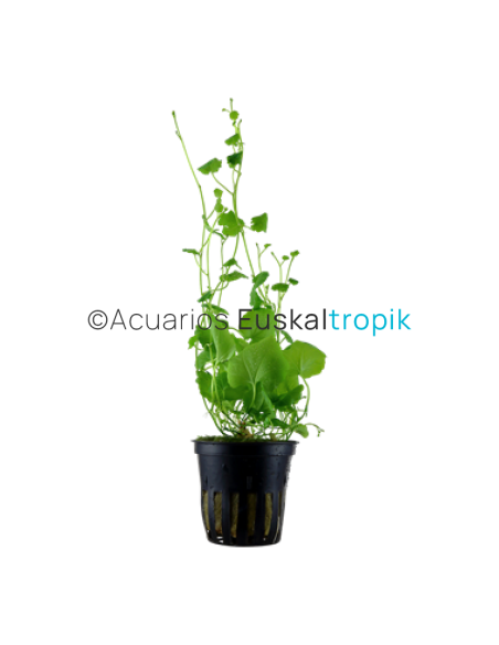 Cardamine lyrata