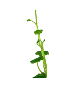 Cardamine lyrata 2