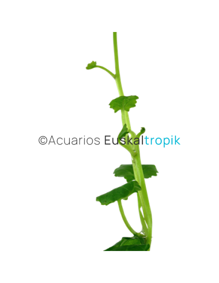 Cardamine lyrata