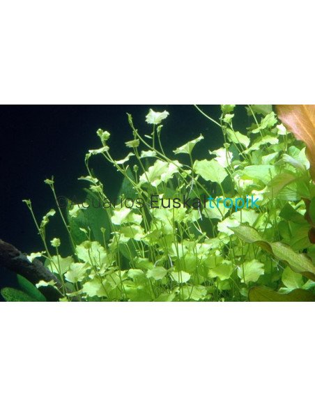 Cardamine lyrata