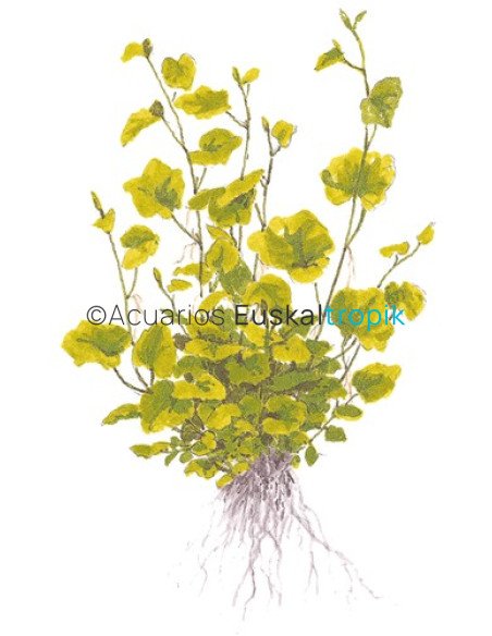 Cardamine lyrata