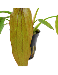 Echinodorus 'Red Diamond' 2