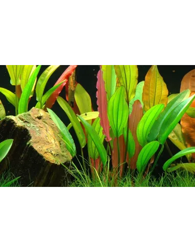 Echinodorus 'Red Diamond'