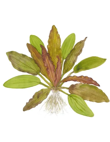 Echinodorus 'Red Diamond'