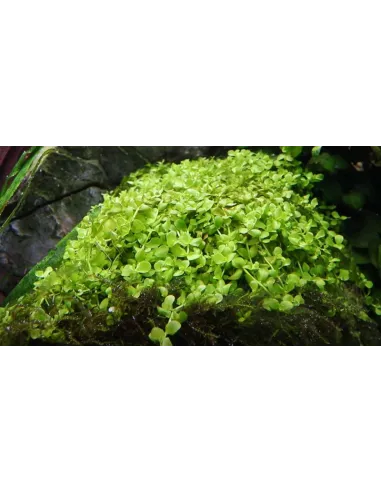 Micranthemum tweediei 'Monte Carlo'