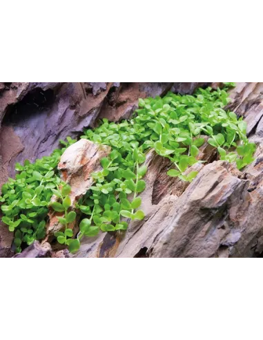 Micranthemum tweediei 'Monte Carlo'