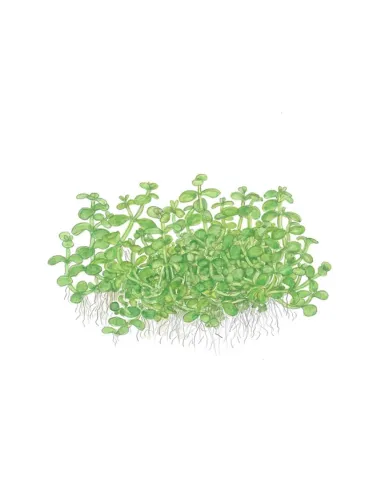 Micranthemum tweediei 'Monte Carlo'