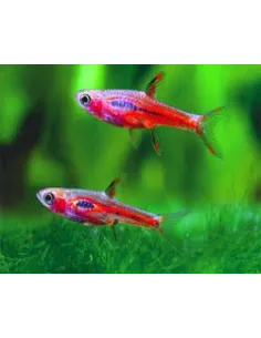 Rasbora Briggitae (Mosquito)