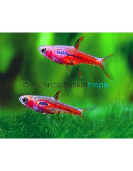 Rasbora Briggitae (Mosquito)