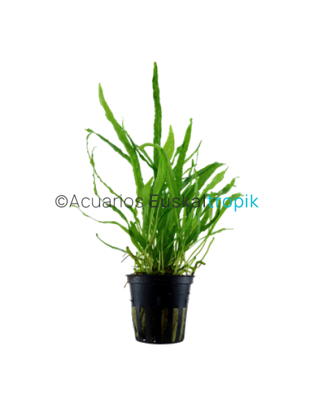 Microsorum pteropus 'Narrow'