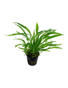 Microsorum pteropus 'Narrow' 2