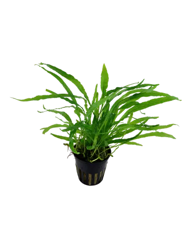 Microsorum pteropus 'Narrow'