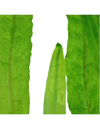 Microsorum pteropus 'Narrow'