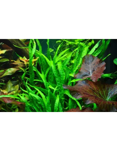 Microsorum pteropus 'Narrow'