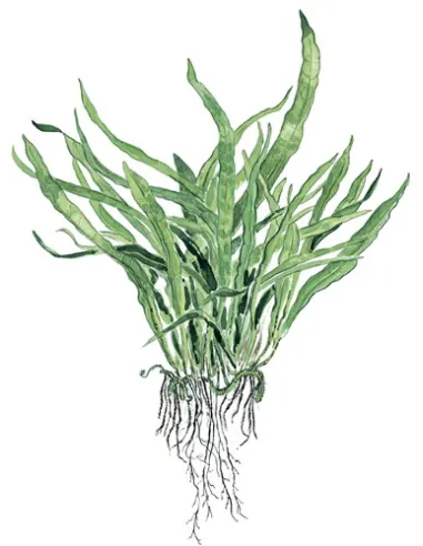 Microsorum pteropus 'Narrow'