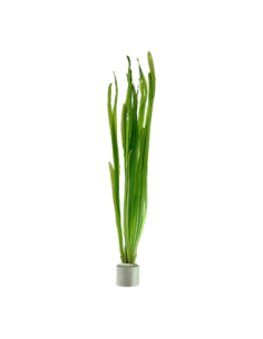 Vallisneria "Natans" manojo