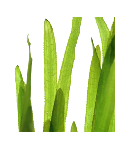 Vallisneria "Natans" manojo 2