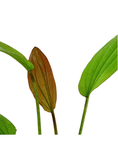 Echinodorus 'Rosé'