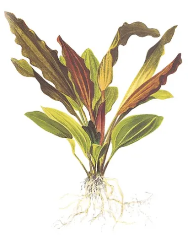 Echinodorus 'Rosé'