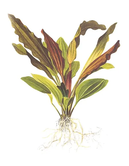 Echinodorus 'Rosé'