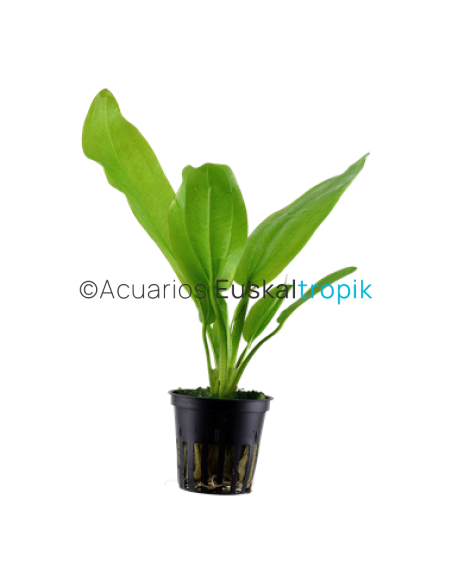 Echinodorus cordifolius 'fluitans'