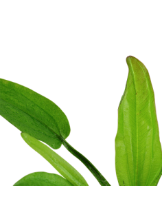 Echinodorus cordifolius 'fluitans' 2