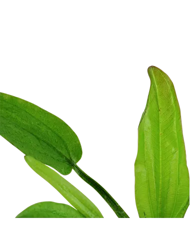 Echinodorus cordifolius 'fluitans'