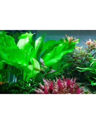 Echinodorus cordifolius 'fluitans'