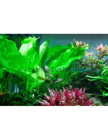 Echinodorus cordifolius 'fluitans'