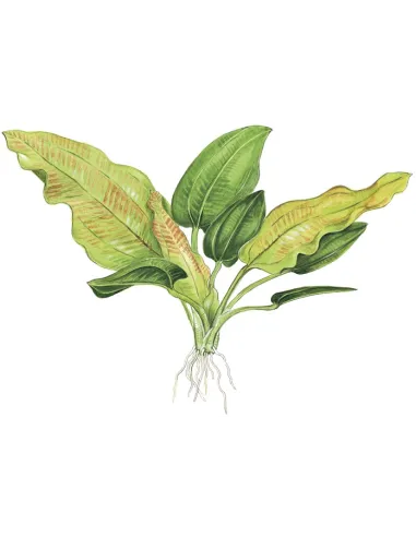 Echinodorus cordifolius 'fluitans'