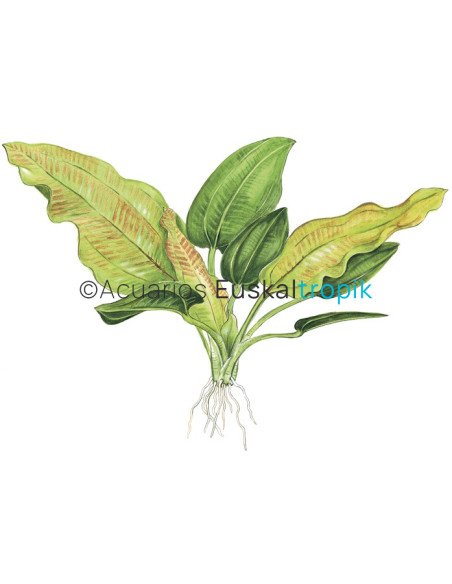 Echinodorus cordifolius 'fluitans'