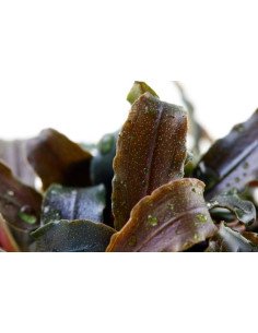 Bucephalandra 'Kedagang' 2