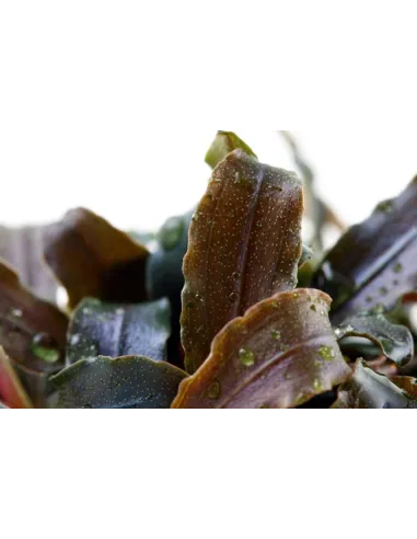 Bucephalandra 'Kedagang'