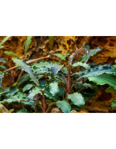 Bucephalandra 'Kedagang'