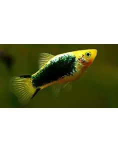 Platy negro