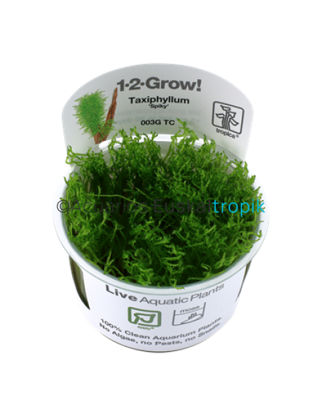 Taxiphyllum 'Spiky' 1-2-Grow!
